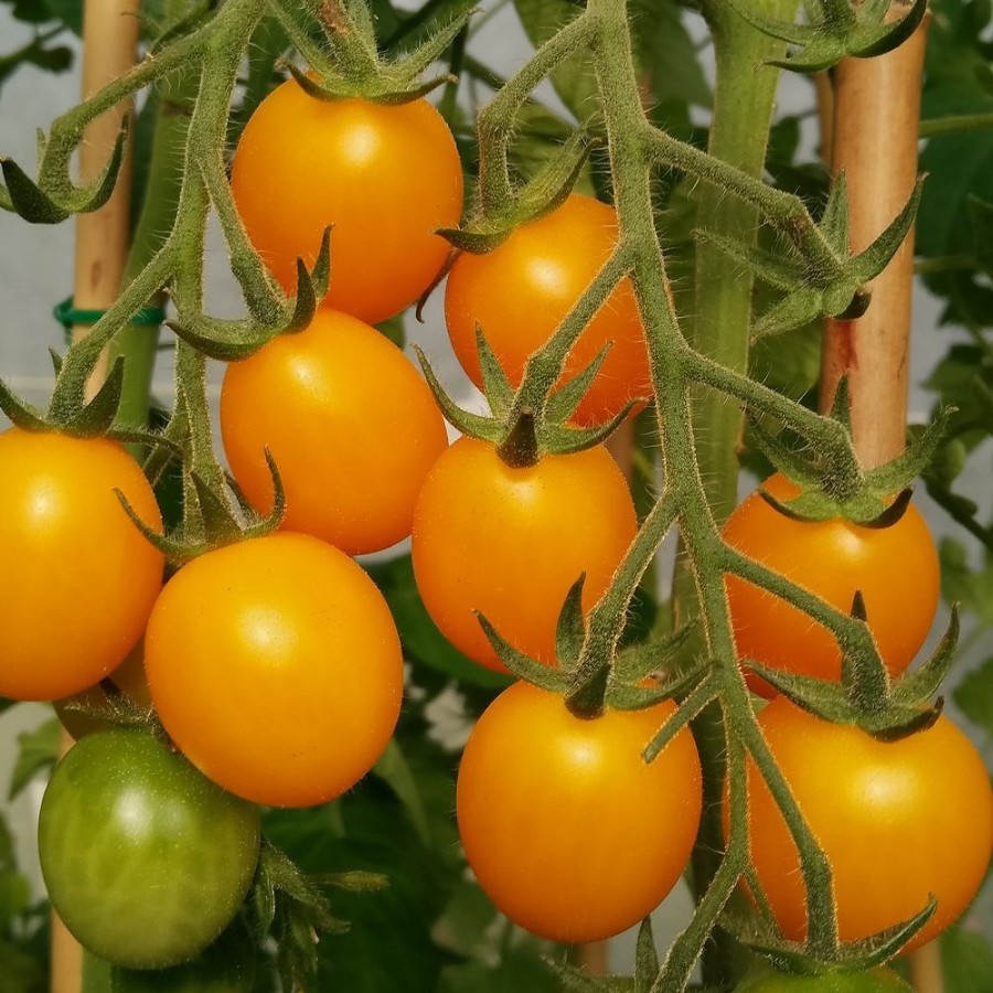 Golden Nugget Tomato Plant, disease resistant, determinate variety