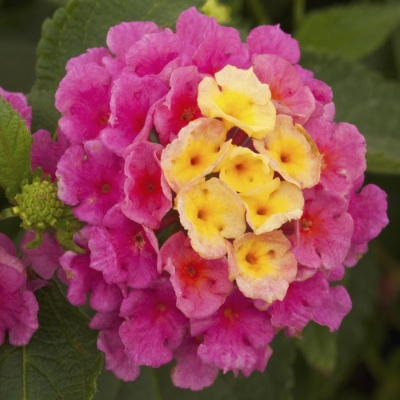 Picture of Bandana® Pink Lantana Plant