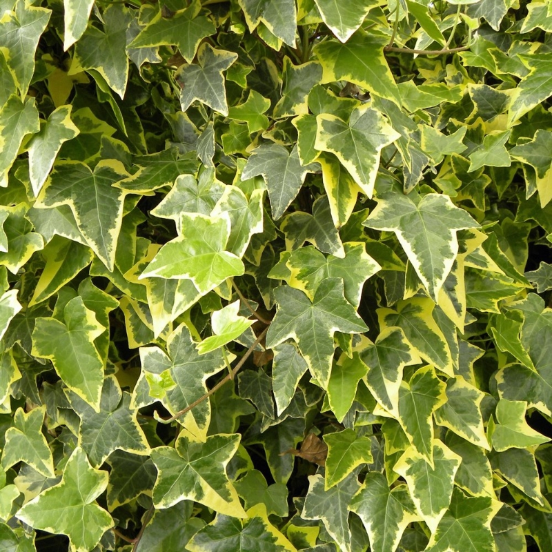 Picture of Gold Child Hedera Plant