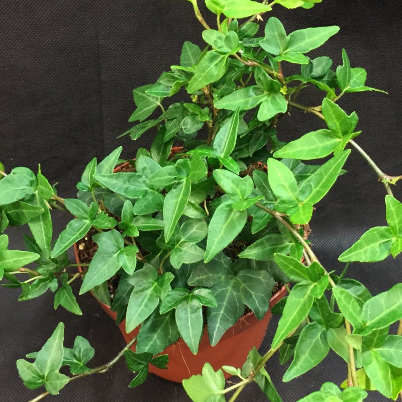 Picture of Shamrock Hedera Plant