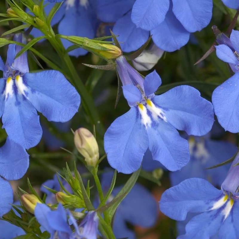 Picture of Anabel™ Blue Lobelia Plant