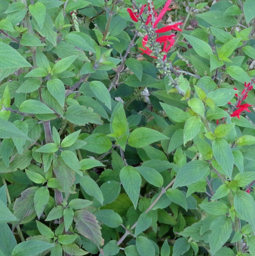 Pineapple Sage Herb Plant has soft leaves and red tubular flowers, and is hummingbird friendly and drought tolerant