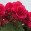 Picture of Solenia® Dark Pink Begonia Plant