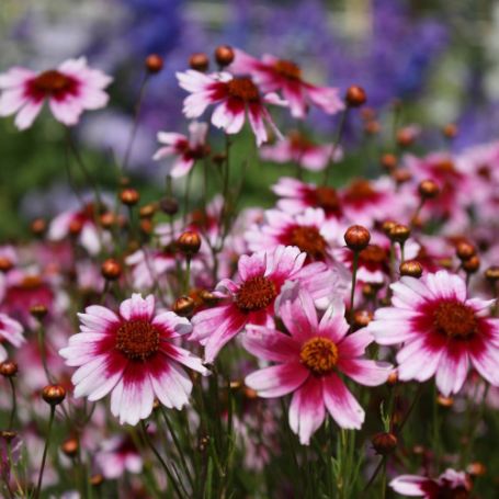 Picture of Sweet Dreams Coreopsis Plant