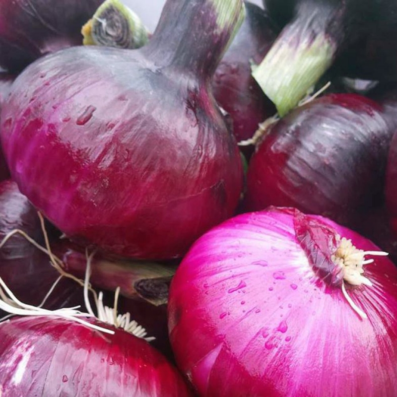 Picture of Red Candy Apple Onion Plant