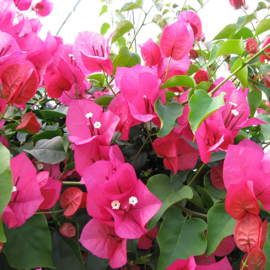 Picture of Barbara Karst Bougainvillea Plant