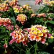 Peaches Lantana Plant - Stock Photo