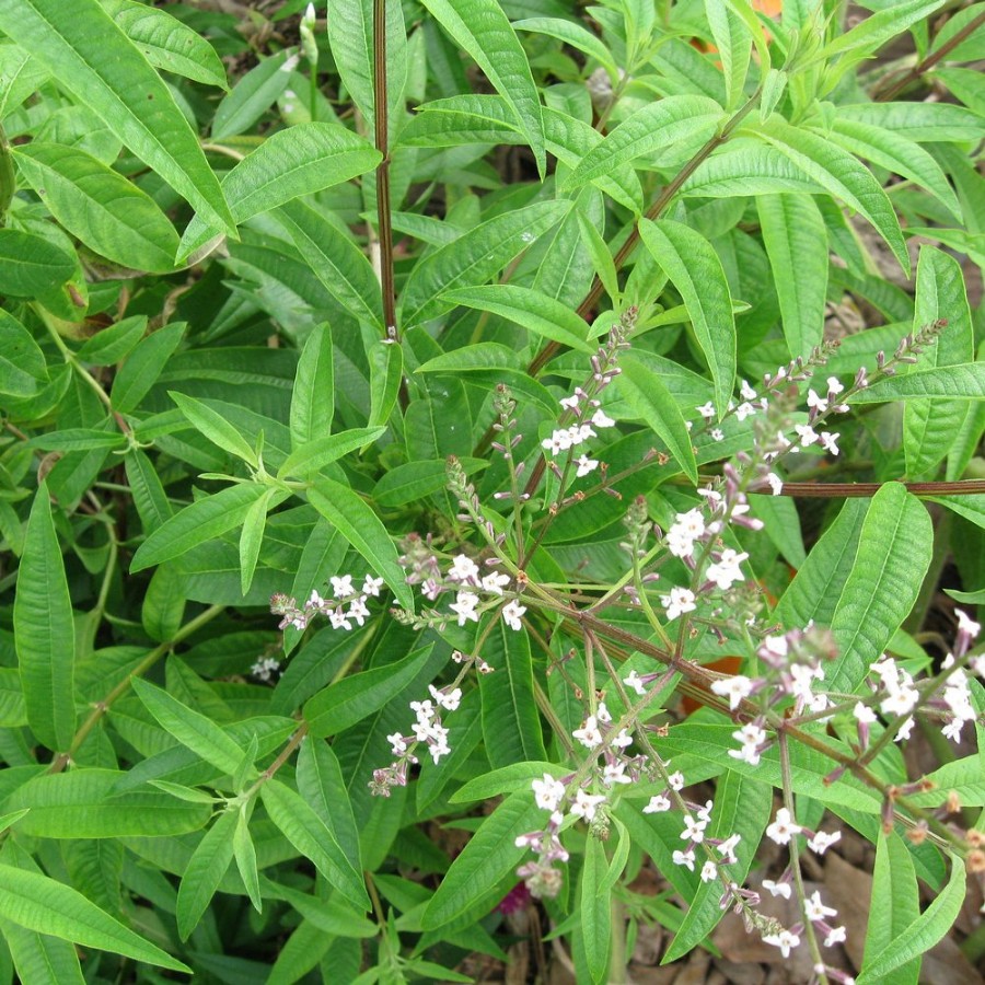 Lemon Verbena Herb Plant has upright stems with long, narrow leaves, deer resistant, pollinator friendly