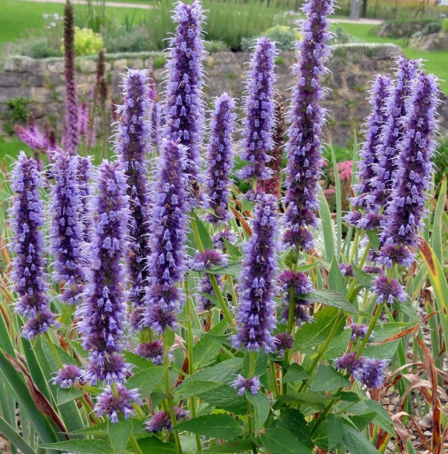 Picture of Black Adder Agastache Plant