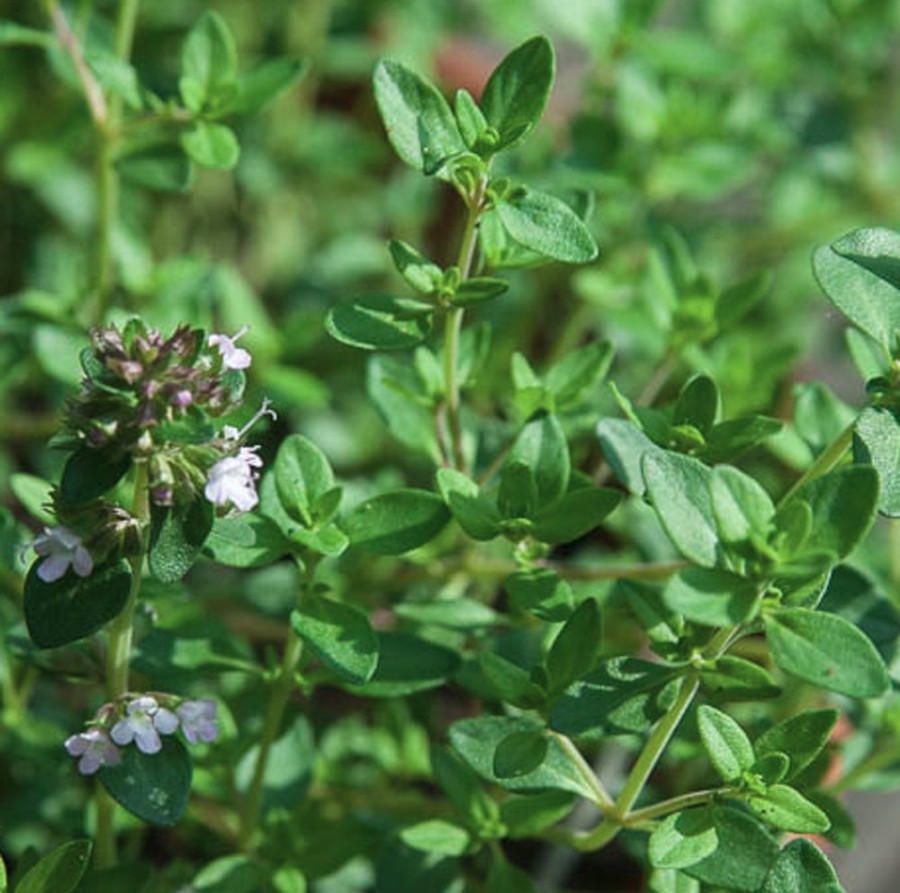 Lemon Thyme Herb Plant spreads with small, green leaves, deer resistant, drought tolerant