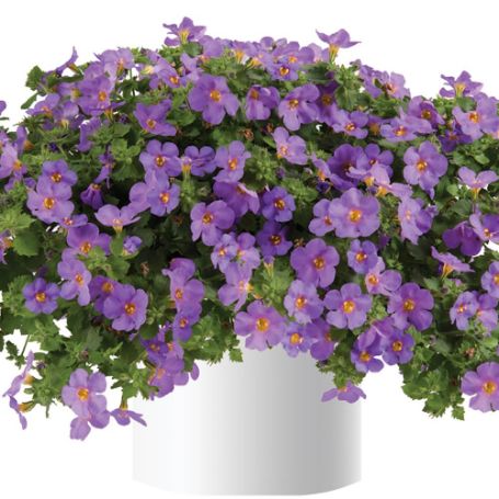 Picture of Scopia® Great Purple Bacopa Plant