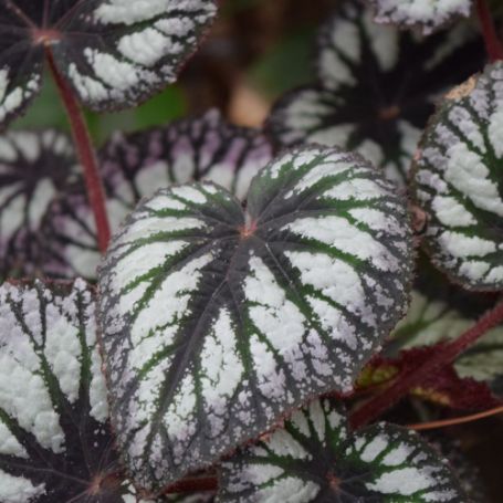 Picture of Fireworks Rex Begonia Plant