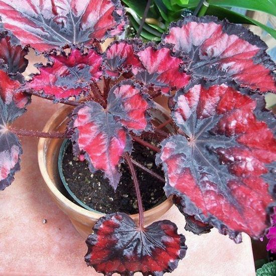 Picture of Harmony's Red Robin Rex Begonia Plant