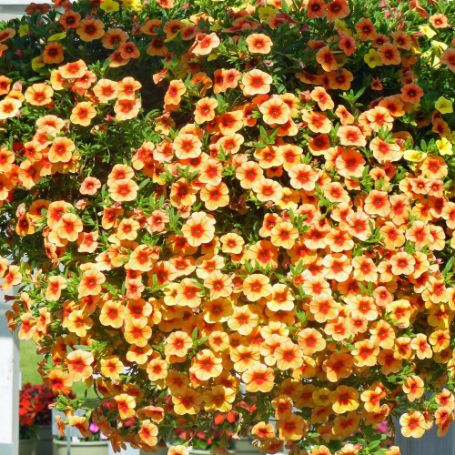 Picture of Million Bells® Mounding Terra Cotta Calibrachoa Plant