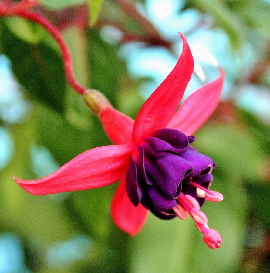 Picture of Dollar Princess Fuchsia Plant