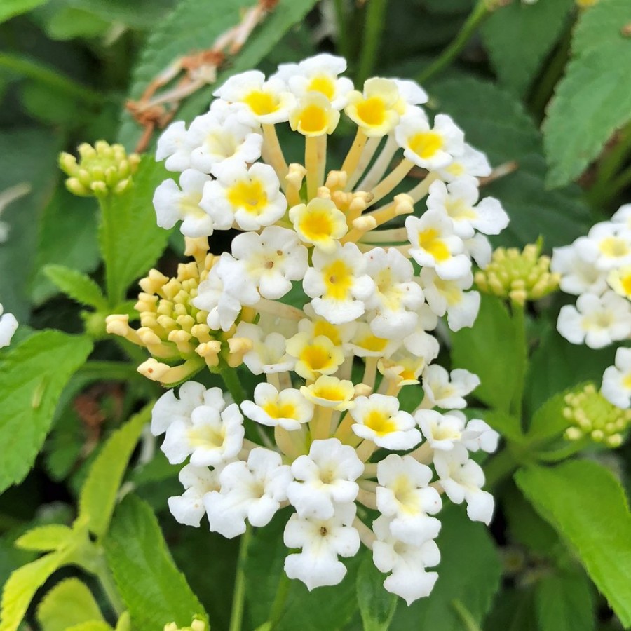 Picture of Bandana® White Lantana Plant