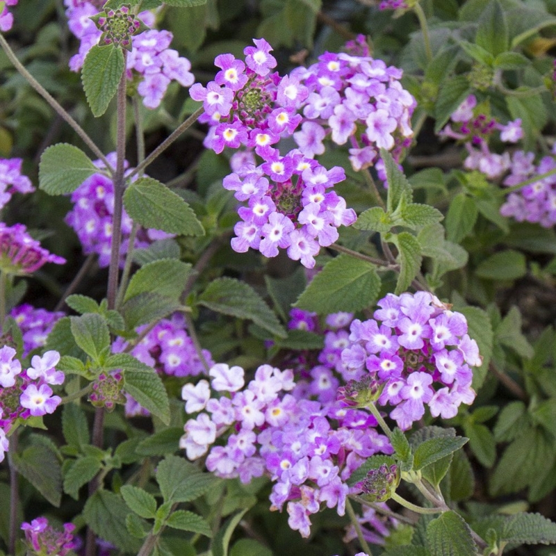 Picture of Trailing Lavender Lantana Plant