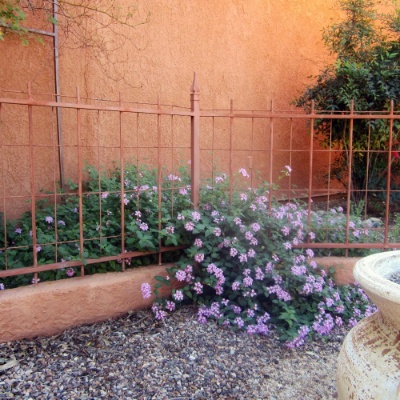 Picture of Trailing Lavender Lantana Plant