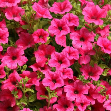 Picture of Surfinia® Trailing Rose Veined Petunia Plant