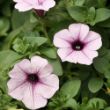 Picture of Surfinia® Trailing Blue Veined Petunia Plant