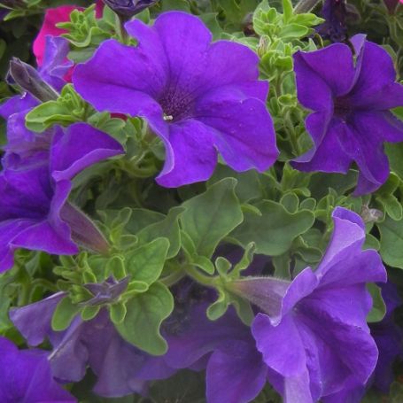 Picture of Surfinia® Trailing Giant Blue Petunia Plant