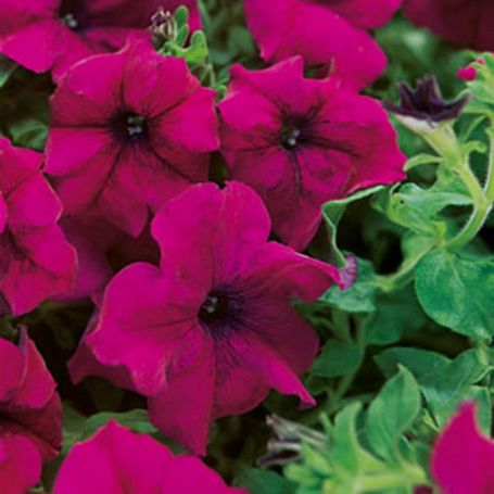 Picture of Surfinia® Trailing Magenta Petunia Plant