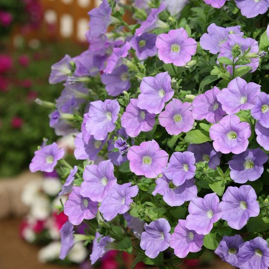 Picture of Surfinia® Trailing Sky Blue Petunia Plant