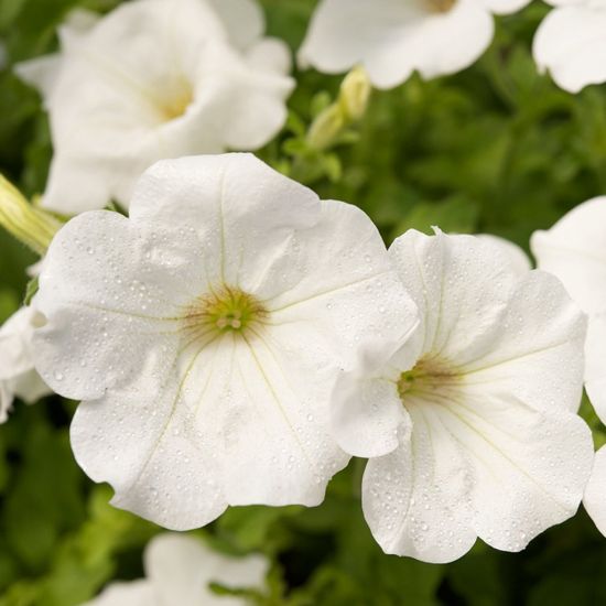 Picture of Surfinia® Trailing White Improved Petunia Plant