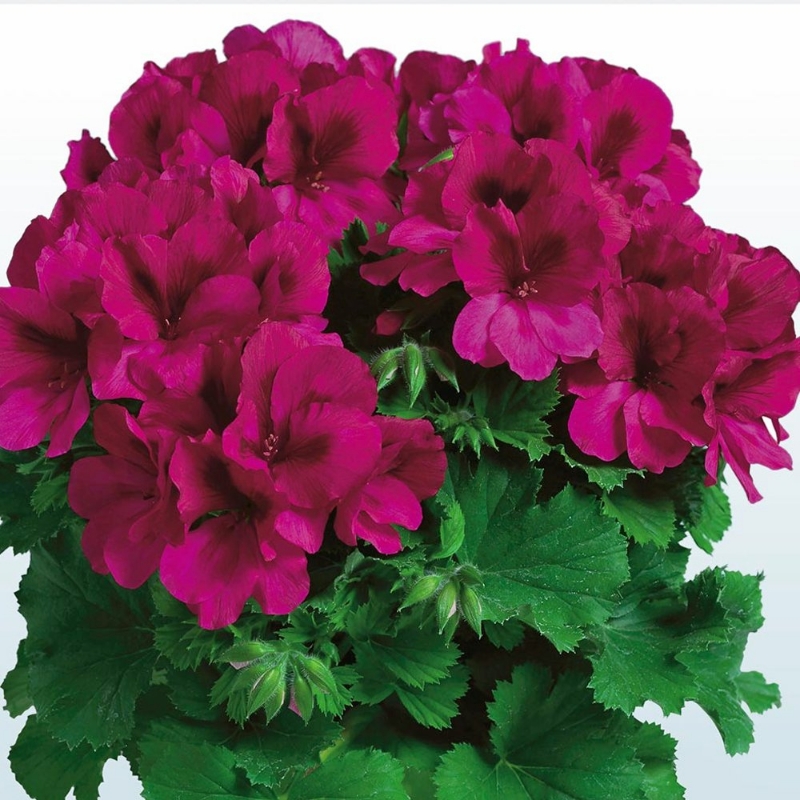 Picture of Aristo® Burgundy Geranium Plant