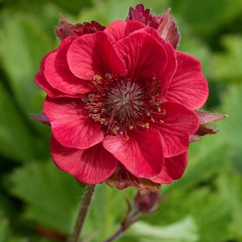 Picture of Flames of Passion Geum Plant