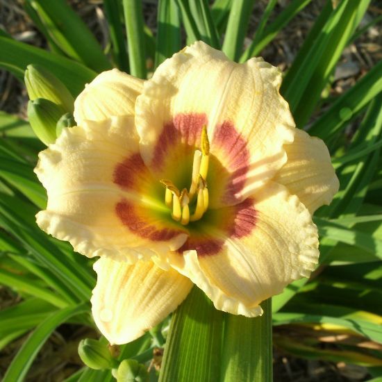 Picture of Siloam Button Box Hemerocallis Plant