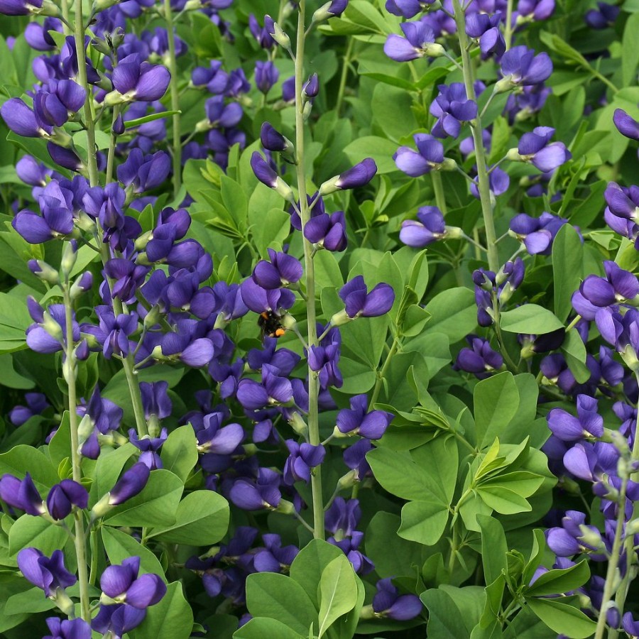 Picture of Australis Baptisia Plant