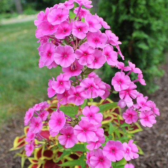 Picture of Miss Candy Garden Phlox Plant