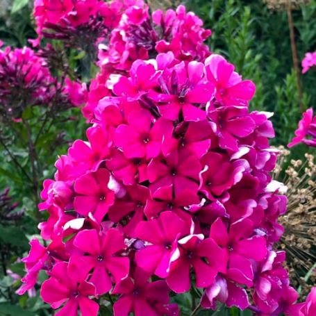 Picture of Starfire Garden Phlox Plant