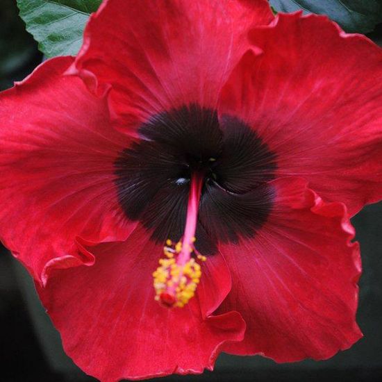 Picture of Louisiana Flash Cajun Hibiscus Plant