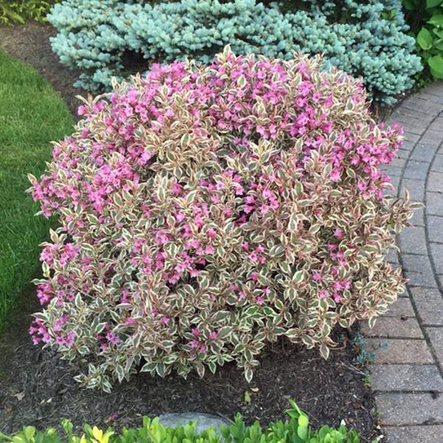 A compact My Monet with variegated leaves and pink flowers