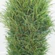 Picture of Fine Line® Improved Rhamnus Plant (Buckthorn)