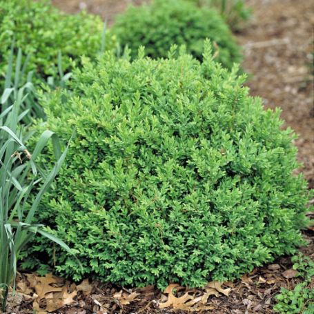 Picture of North Star® Buxus Bush