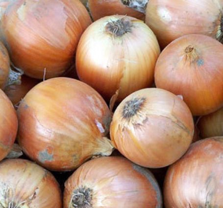 Picture of Copra Onion Plant