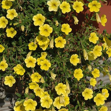 Picture of Million Bells® Mounding Neon Yellow Calibrachoa Plant