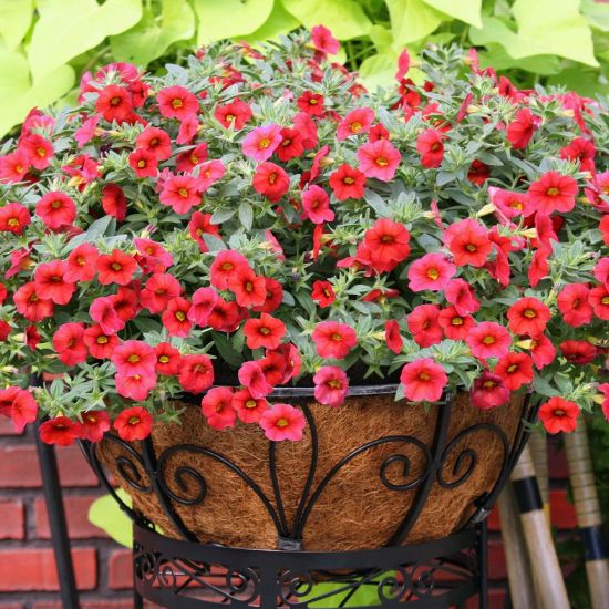 Picture of Million Bells® Trailing Red Calibrachoa Plant