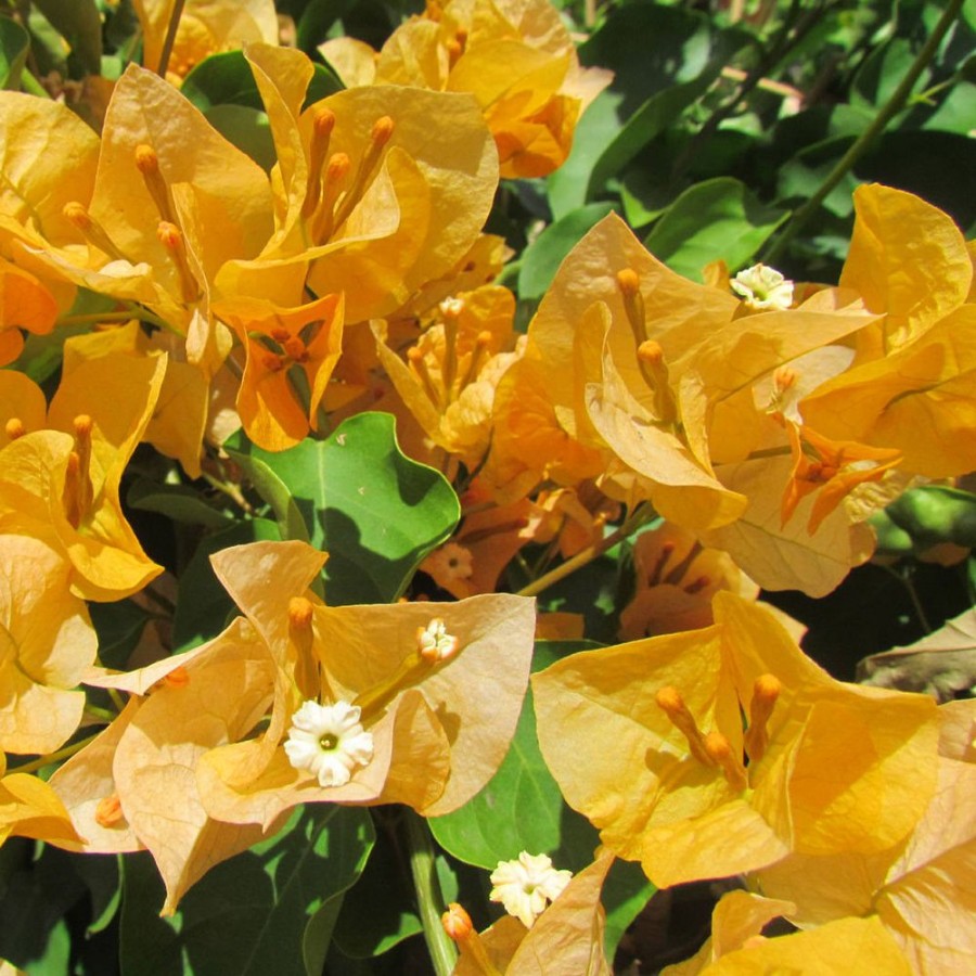 Picture of California Gold Bougainvillea Plant