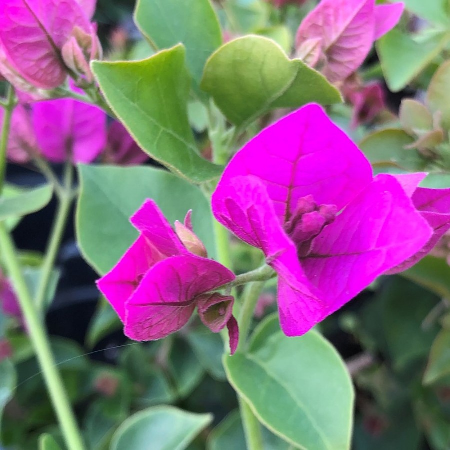 Picture of Royal Purple Bougainvillea Plant