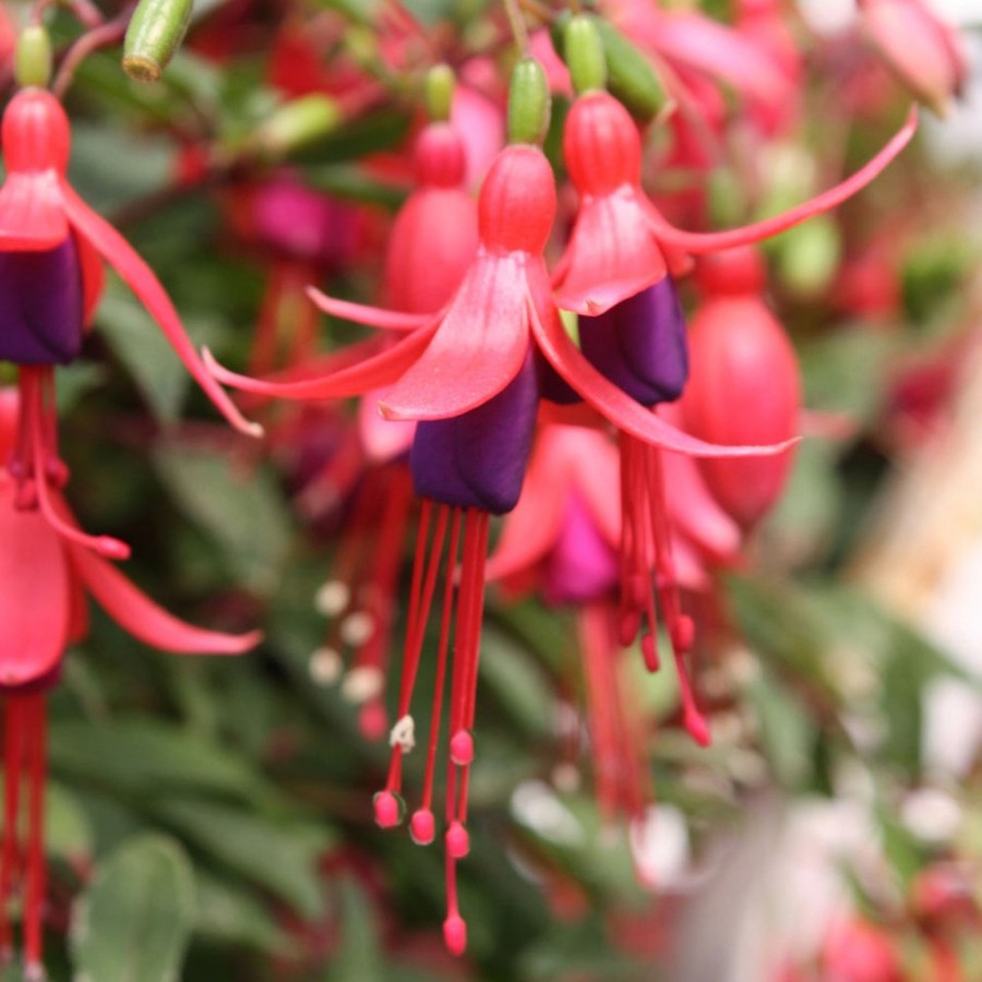 Picture of Angel Earrings® Dainty Fuchsia Plant