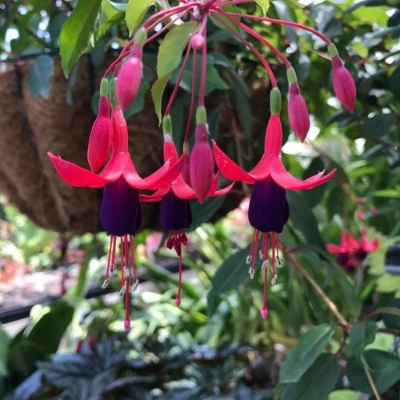 Picture of Angel Earrings® Dainty Fuchsia Plant