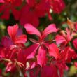 Picture of Mini-Cascade Red Geranium Plant
