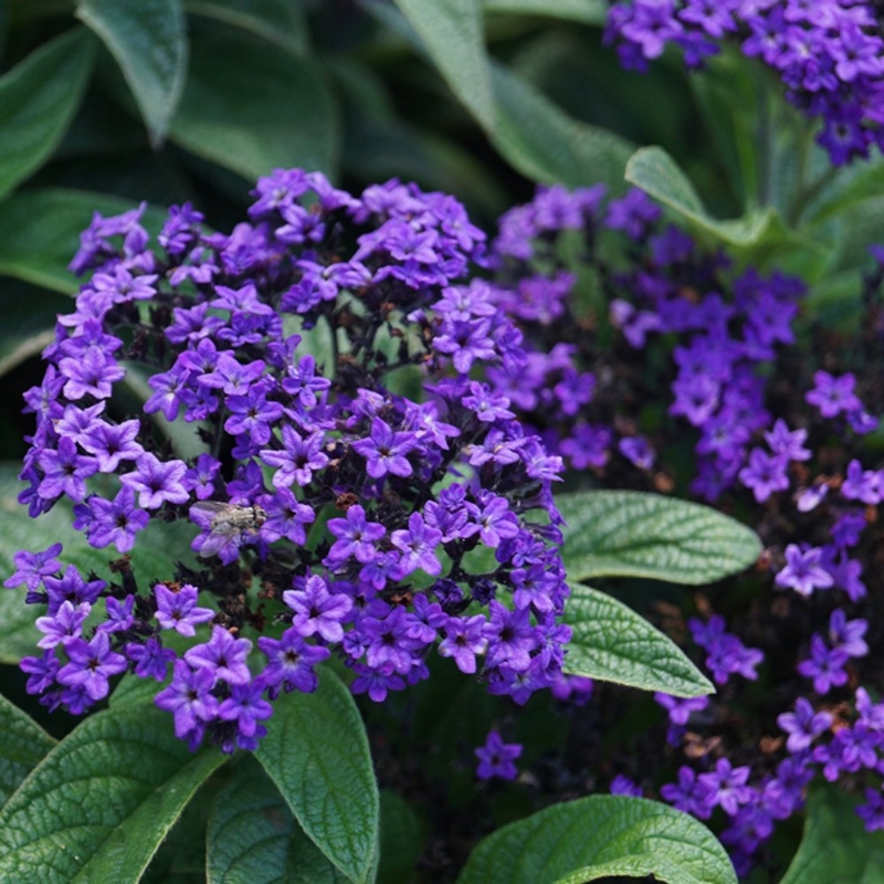 Picture of Scentropia™ Dark Blue Heliotrope Plant