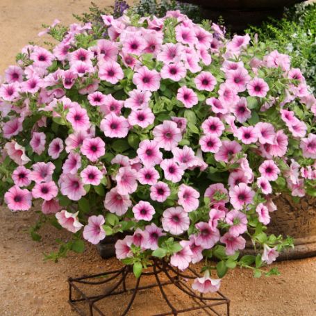 Picture of Surfinia® Trailing Pink Veined Petunia Plant