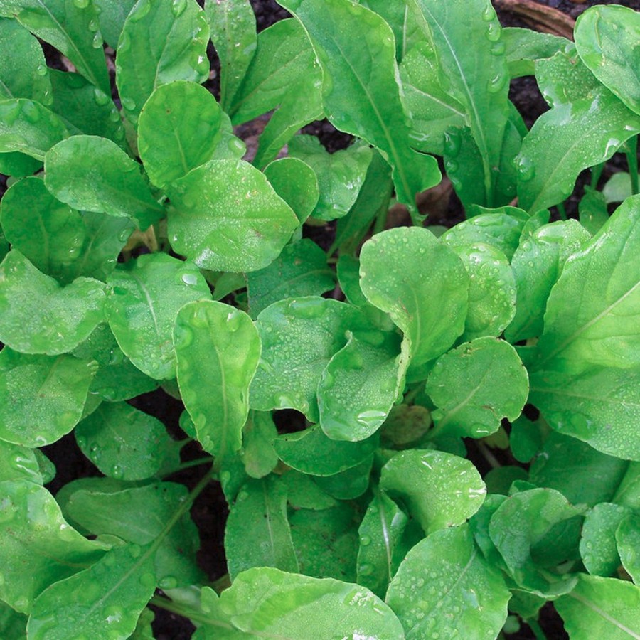 Astro Arugula Herb Plant, bee friendly, heat tolerant, cold tolerant, mixed greens