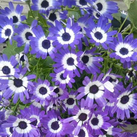 Picture of Senetti® Blue Bicolor Improved Pericallis Plant